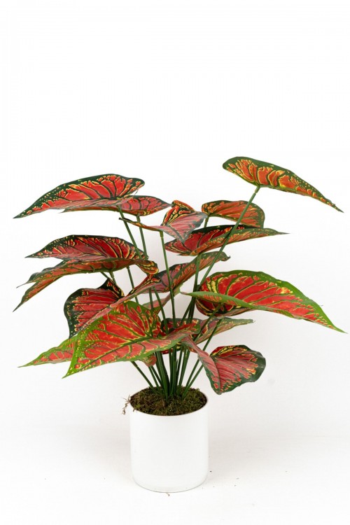 BEYAZ SAKSIDA YAPAY KALADYUM (CALADIUM) ÇİÇEĞİ