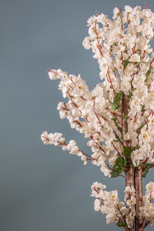 Siyah Saksıda Kırmızı Renkli 120 cm Japon Bahardalı Ağacı