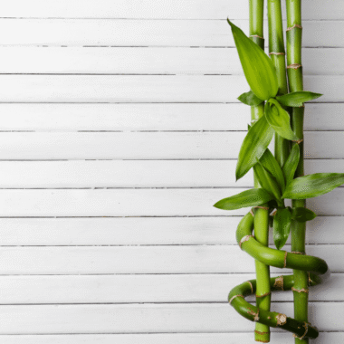 Yapay Bambu Bitkilerle Modern ve Sade Ev Dekorasyonu