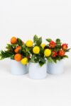 3-adet-mini-beyaz-saksida-yapay-cicek-seti-781.jpg