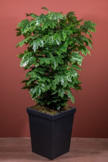 Ahşap Saksıda 120 Cm Yeşil Çınar Ağacı