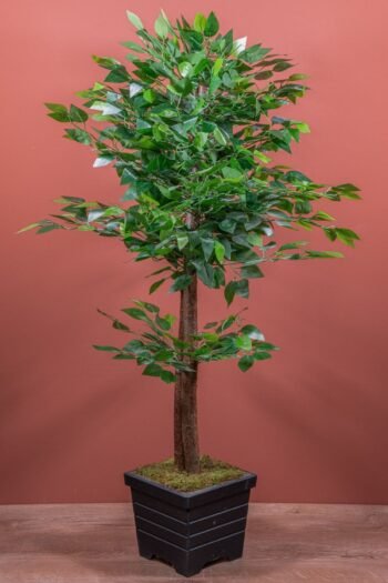 Ahşap Saksıda 125 Cm Benjamin Ağacı