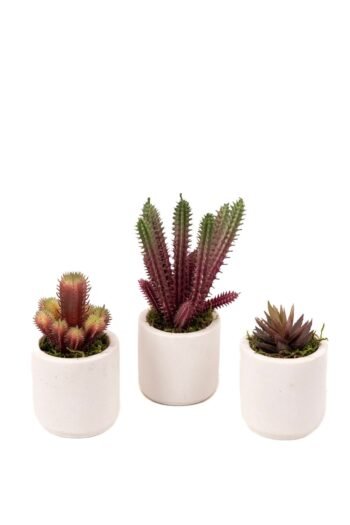 Beyaz Beton Saksıda Bordo Renkli 3 Lü Kaktüs Seti