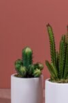 beyaz-beton-saksida-bordo-renkli-3-lu-kaktus-seti-462.jpg