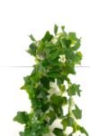 beyaz-plastik-saksida-yogun-yaprakli-90-cm-yapay-sarkan-sarmasik-709.jpg