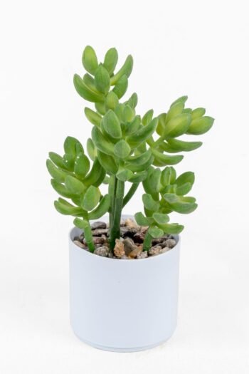 Beyaz Renkli Saksıda Yapay Kaktüs Sukulent