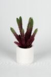 beyaz-seramik-saksida-3-lu-kaktus-set-1484.jpg