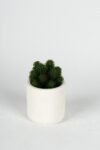 beyaz-seramik-saksida-3-lu-kaktus-set-1484.jpg
