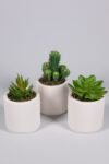 Beyaz Seramik Saksıda 3 Lü Kaktüs Set (SUKULENT KAKTÜS TÜRLERİ DEĞİŞİKLİK GÖSTERMEKTE)