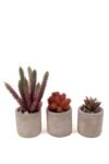 gri-beton-saksida-bordo-renkli-3-lu-kaktus-seti-285.jpg