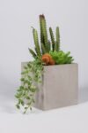 gri-beton-saksida-kaktus-soleni-1831.jpg