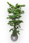 modern-kure-saksida-180-cm-yogun-yaprakli-luks-bonzai-bonsai-agaci-2694.jpg