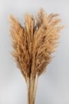 naturel-soklanmis-pampas-16-adet-1992-1.jpg