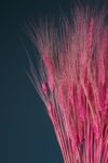 Pembe Doğal Kuru Başak Demeti