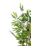 yapay-yogun-yaprakli-dekoratif-bambu-agaci-3-govde-100cm-1687.jpg