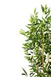 yapay-yogun-yaprakli-dekoratif-bambu-agaci-3-govde-120cm-1463.jpg