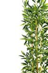 yapay-yogun-yaprakli-dekoratif-bambu-agaci-3-govde-150cm-1455.jpg