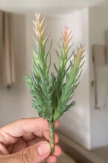 Gerçek Dokulu Yapay Kaktüs Sukulent